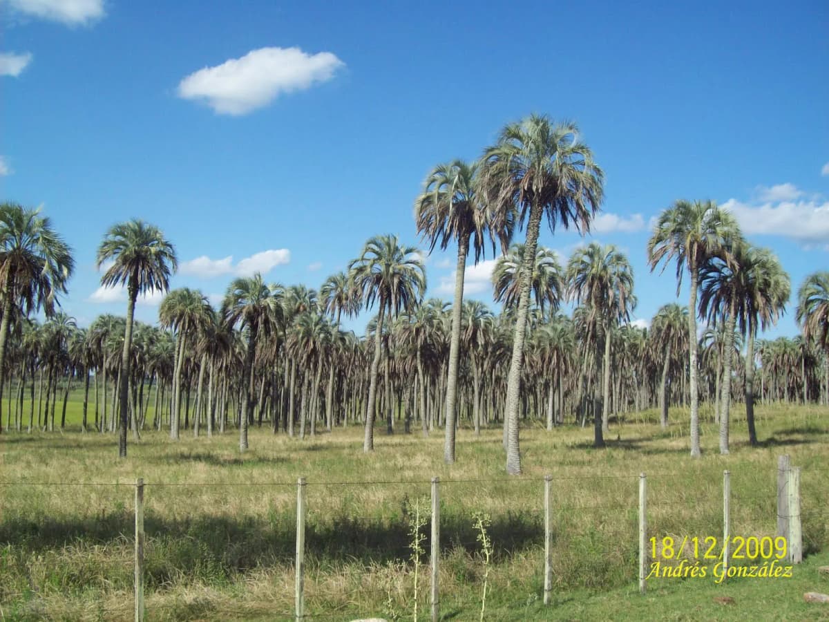 Botanical specimen of Butia Yatay.