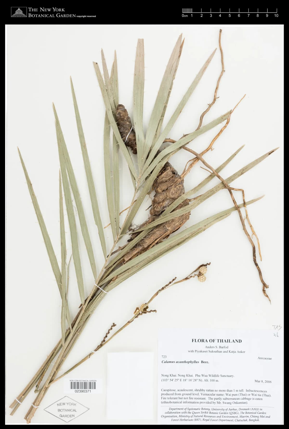 Botanical specimen of Calamus Acanthophyllus.