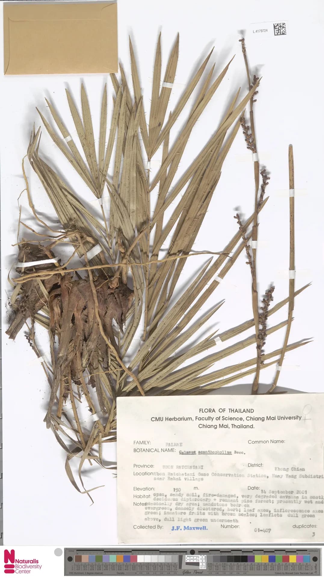 Botanical specimen of Calamus Acanthophyllus.