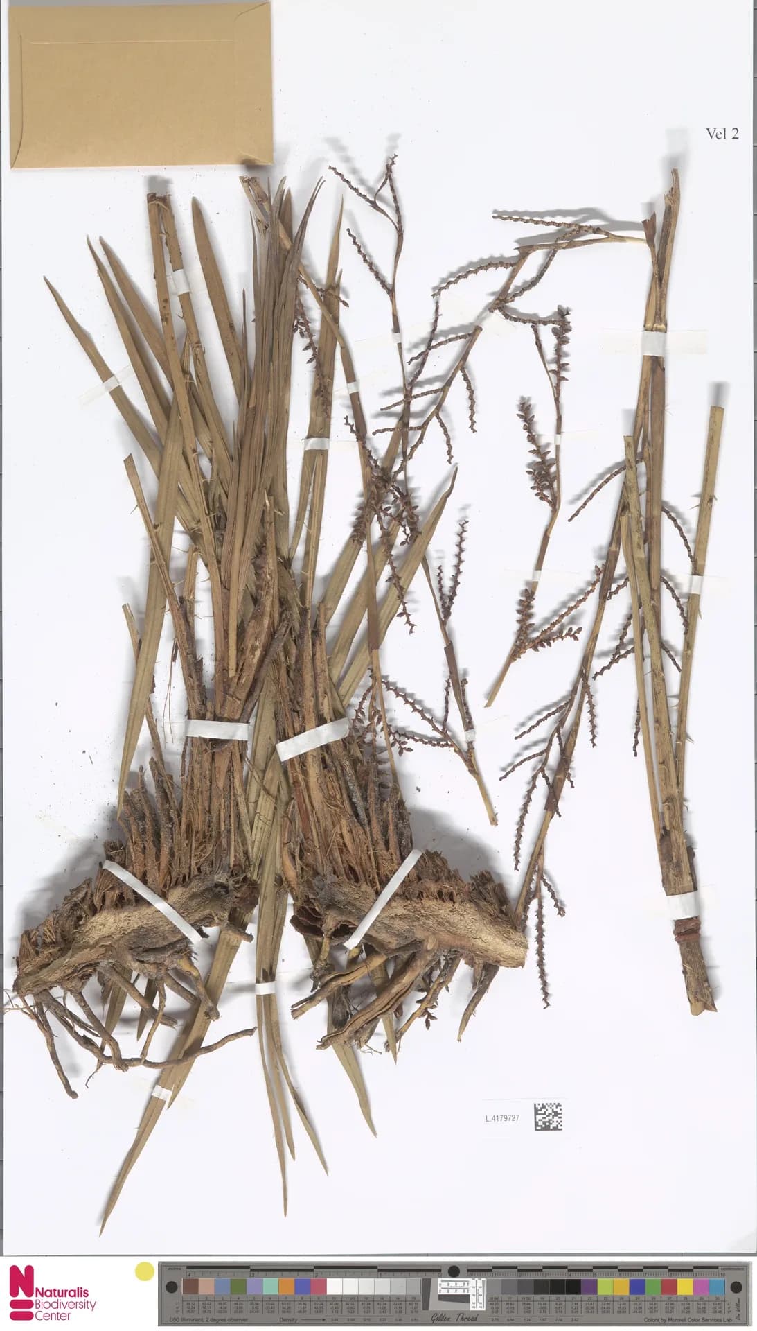 Botanical specimen of Calamus Acanthophyllus.