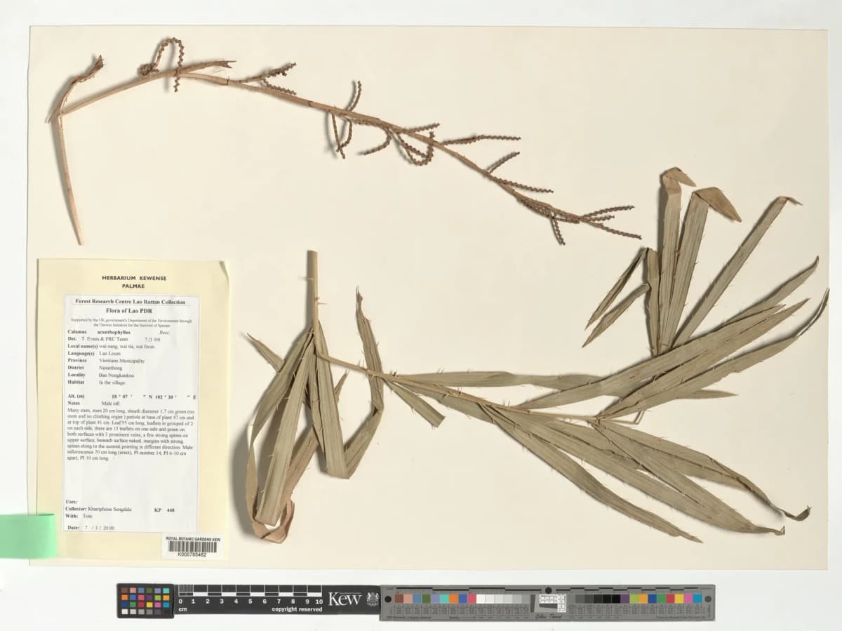 Botanical specimen of Calamus Acanthophyllus.