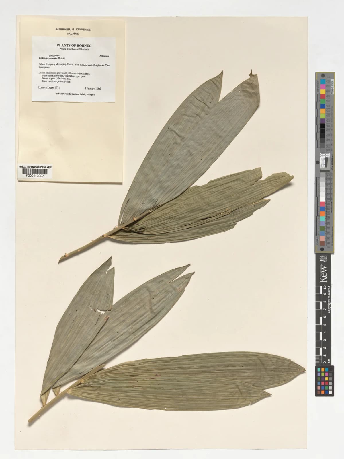 Botanical specimen of Calamus Caesius.