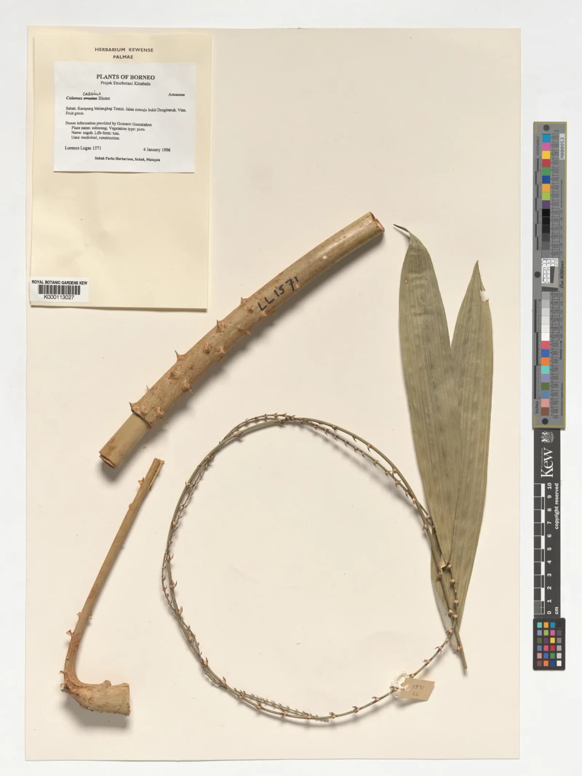 Botanical specimen of Calamus Caesius.