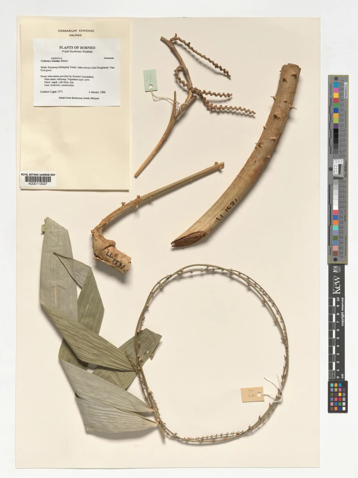 Botanical specimen of Calamus Caesius.