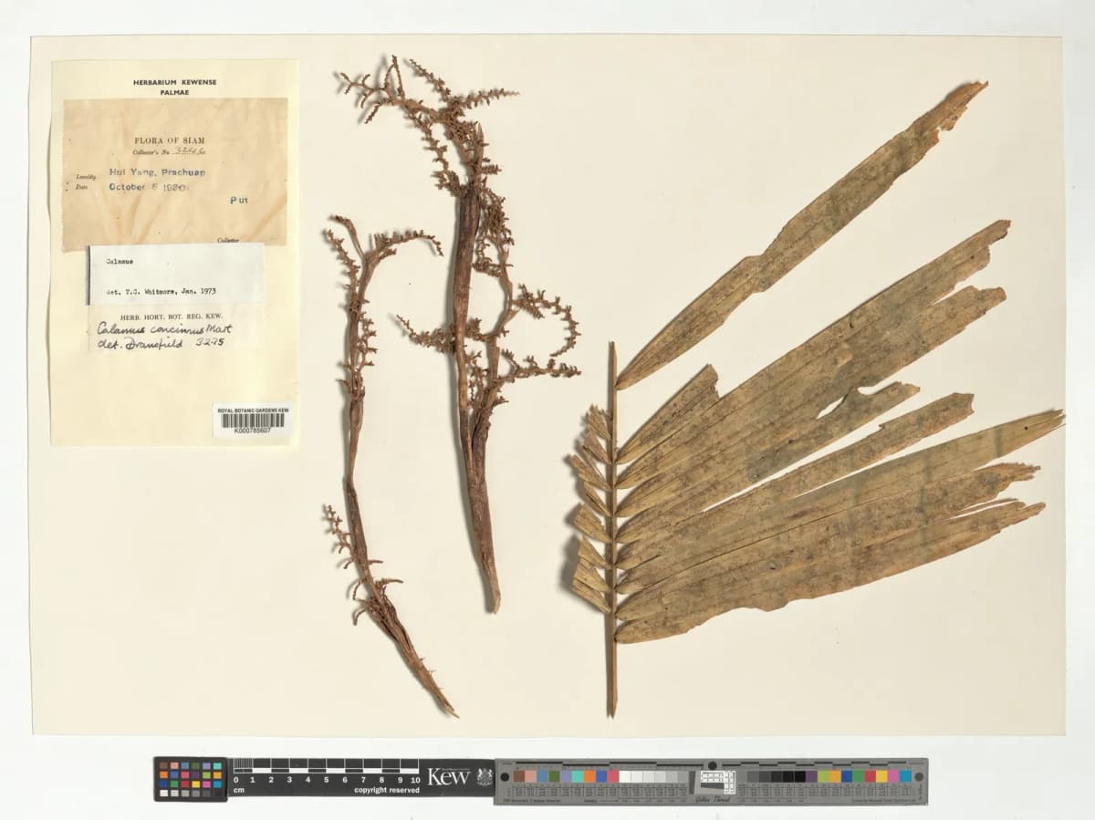 Botanical specimen of Calamus Concinnus.