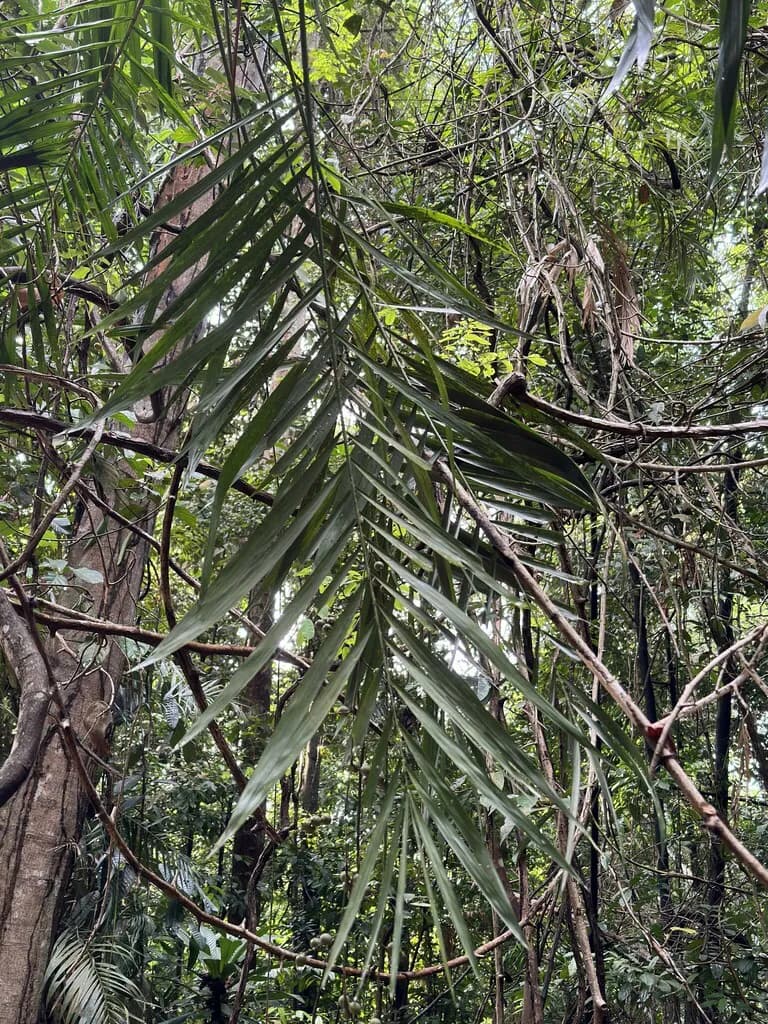 Botanical specimen of Calamus Diepenhorstii.