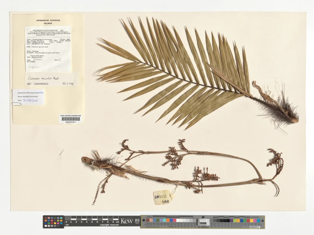 Botanical specimen of Calamus Discolor.