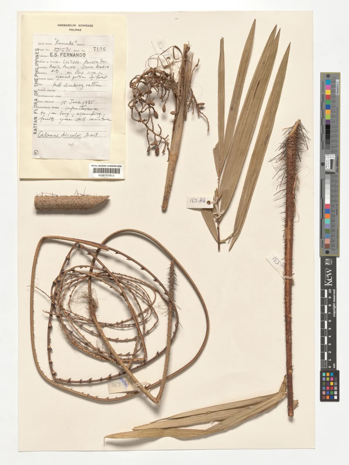 Botanical specimen of Calamus Discolor.