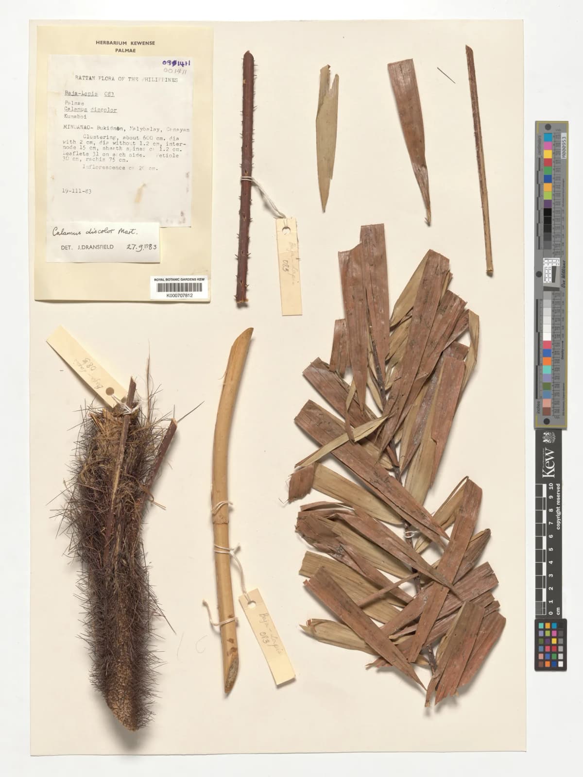 Botanical specimen of Calamus Discolor.