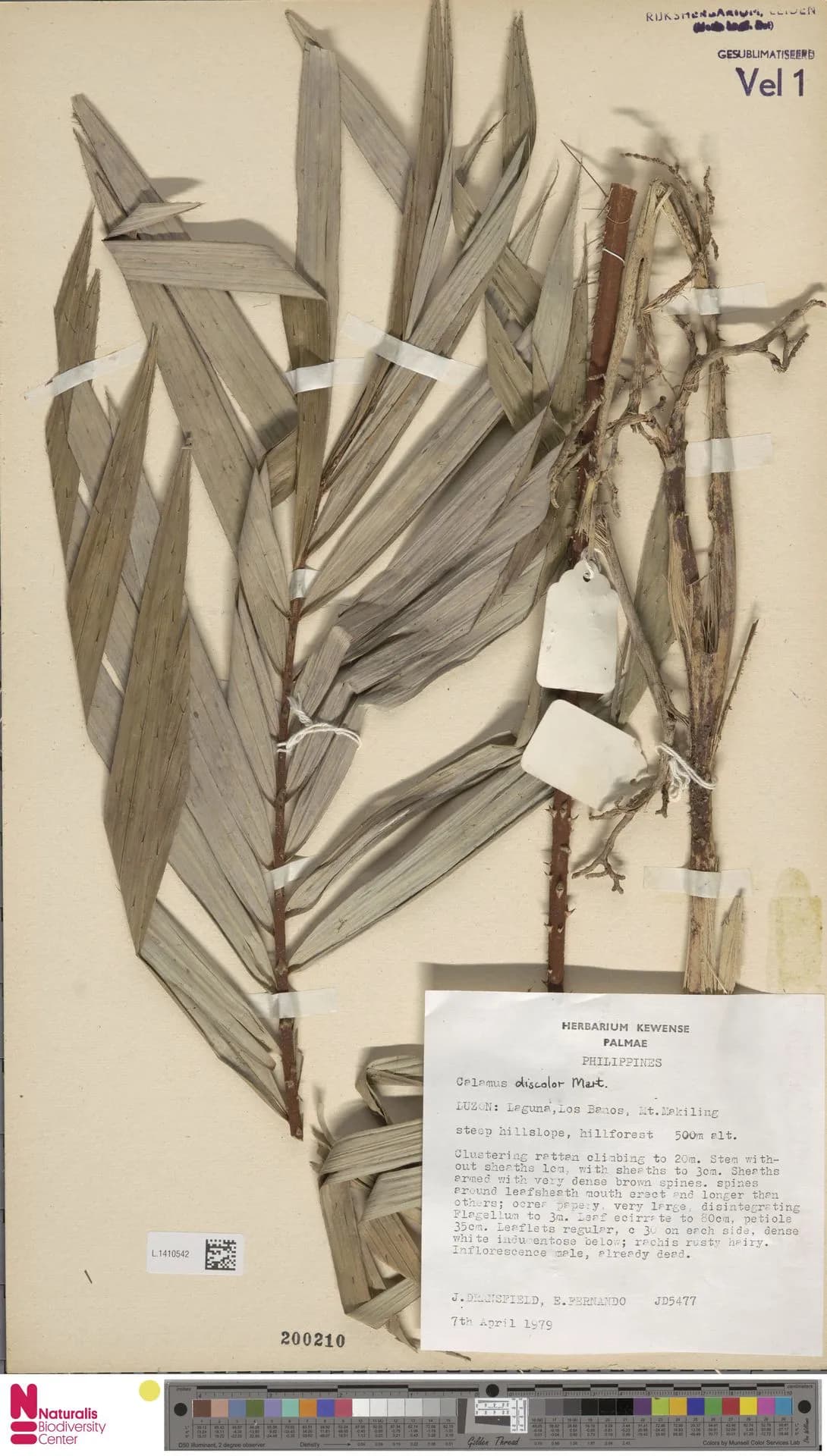 Botanical specimen of Calamus Discolor.