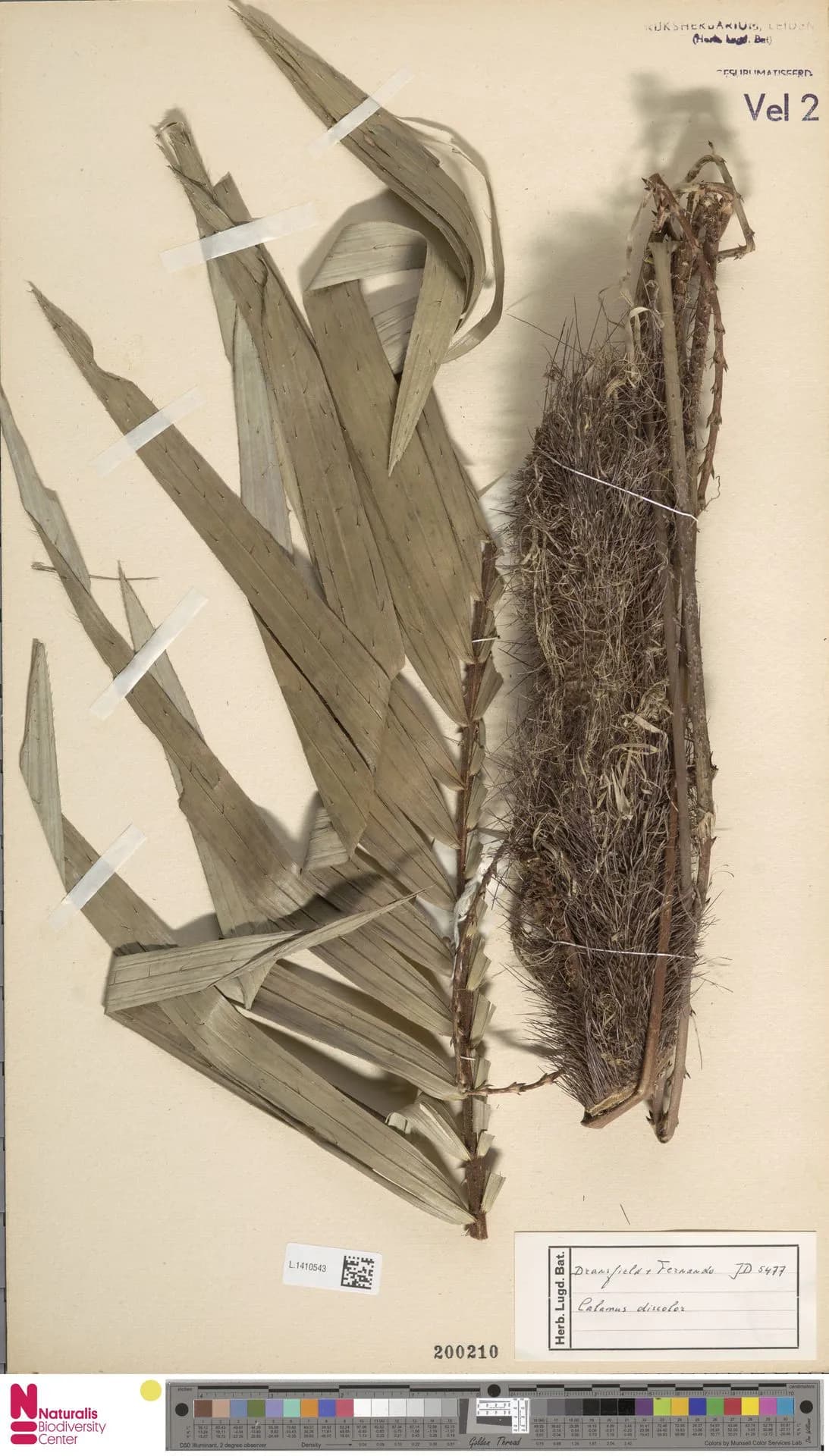 Botanical specimen of Calamus Discolor.