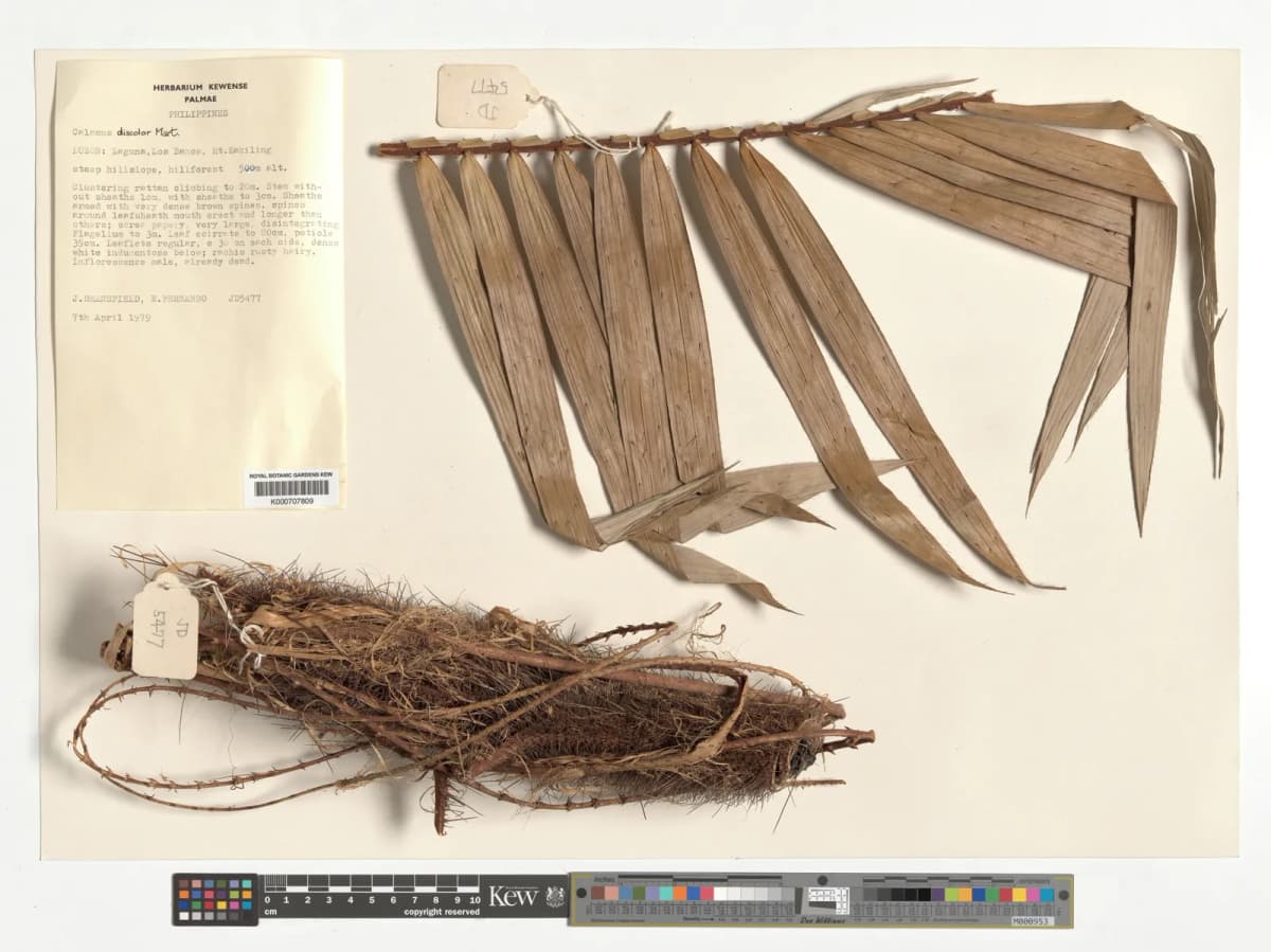 Botanical specimen of Calamus Discolor.