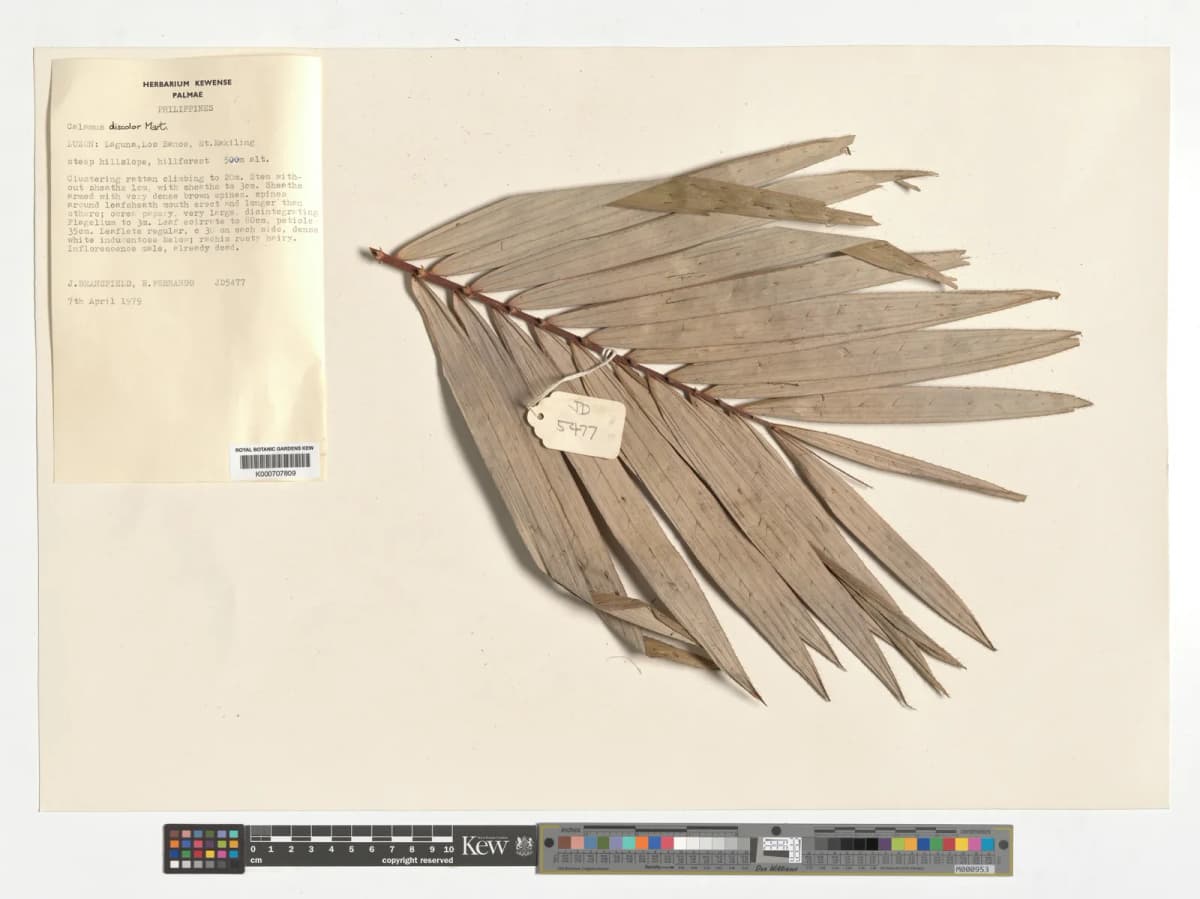 Botanical specimen of Calamus Discolor.