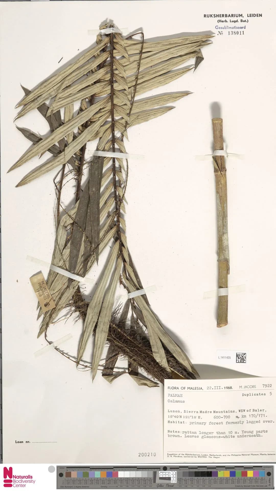 Botanical specimen of Calamus Discolor.