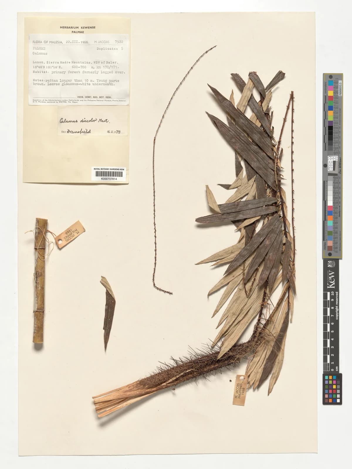 Botanical specimen of Calamus Discolor.