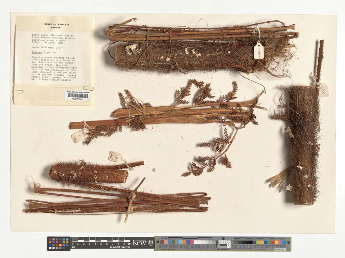 Botanical specimen of Calamus Discolor.