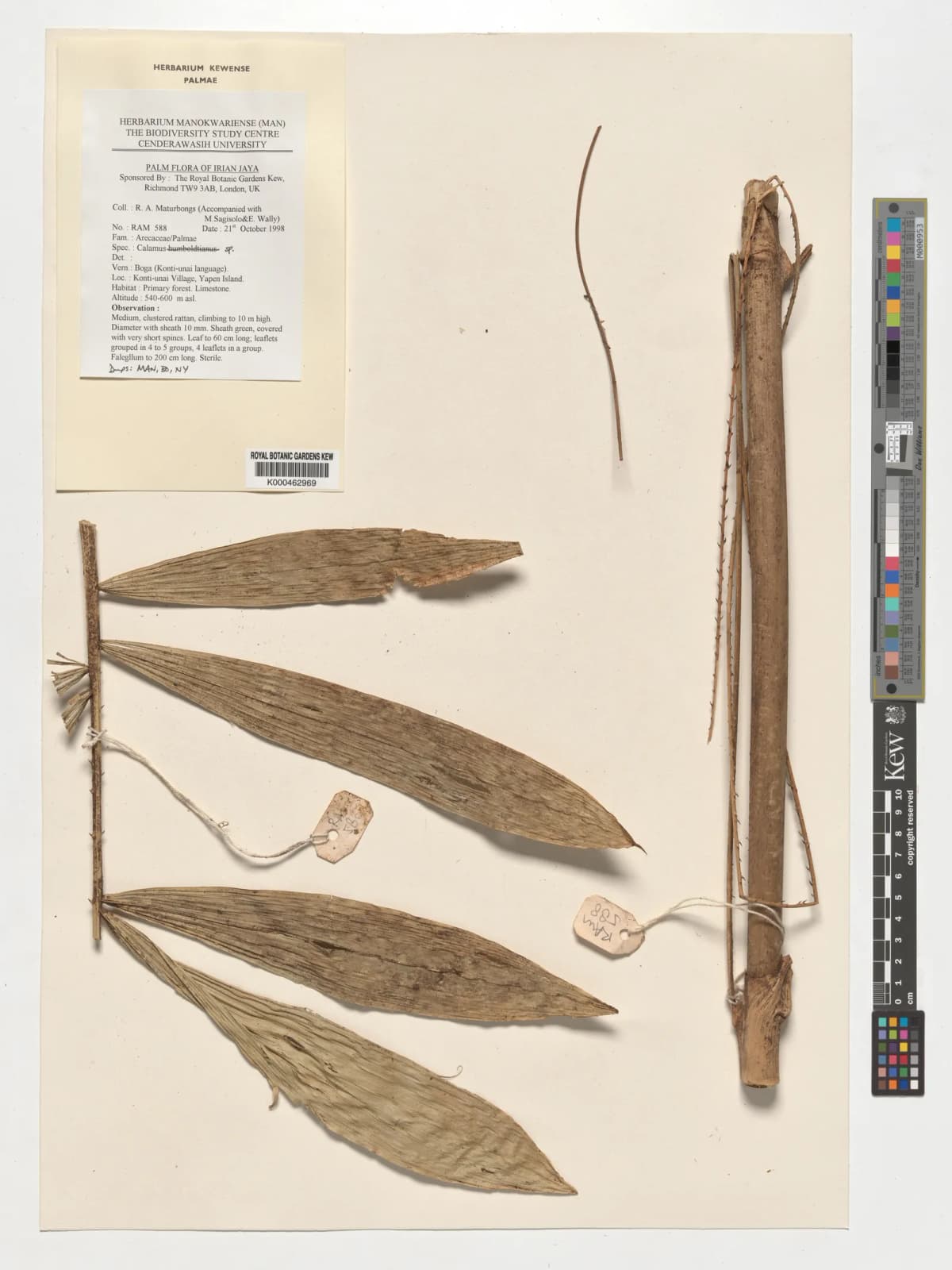 Botanical specimen of Calamus Eximius.