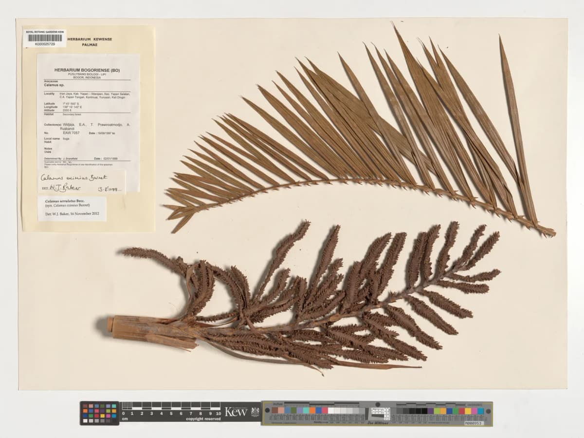 Botanical specimen of Calamus Eximius.