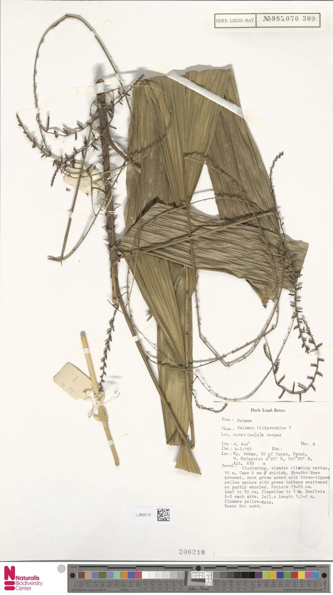Botanical specimen of Calamus Filipendulus.