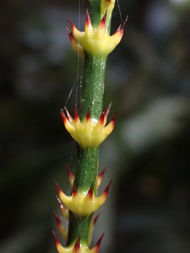 Botanical specimen of Calamus Formosanus.