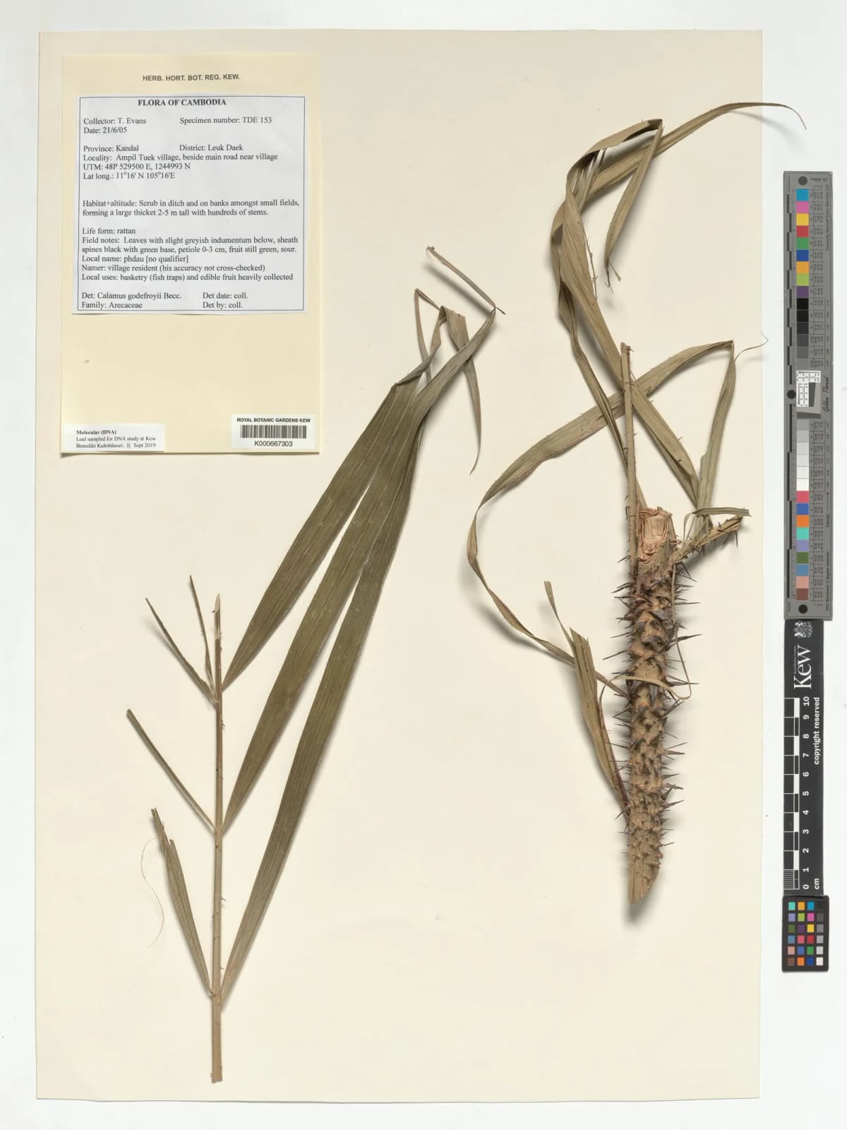 Botanical specimen of Calamus Godefroyi.