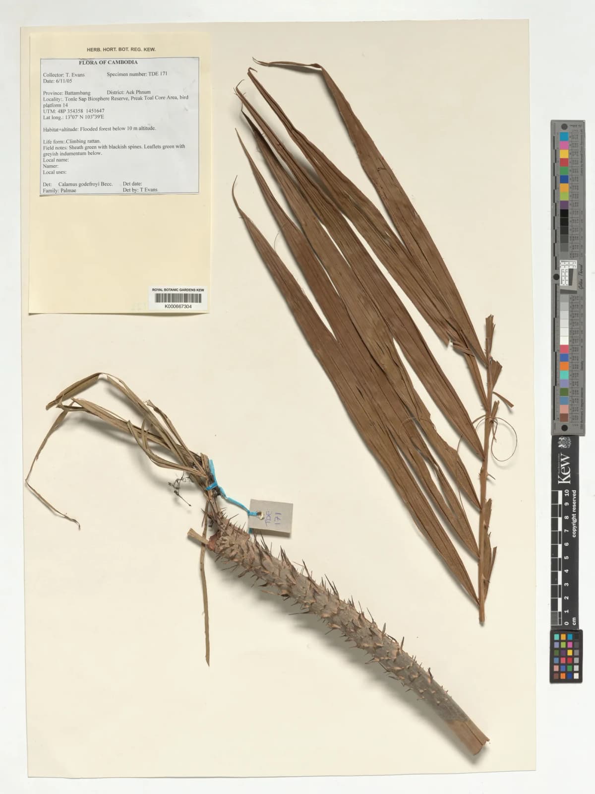 Botanical specimen of Calamus Godefroyi.
