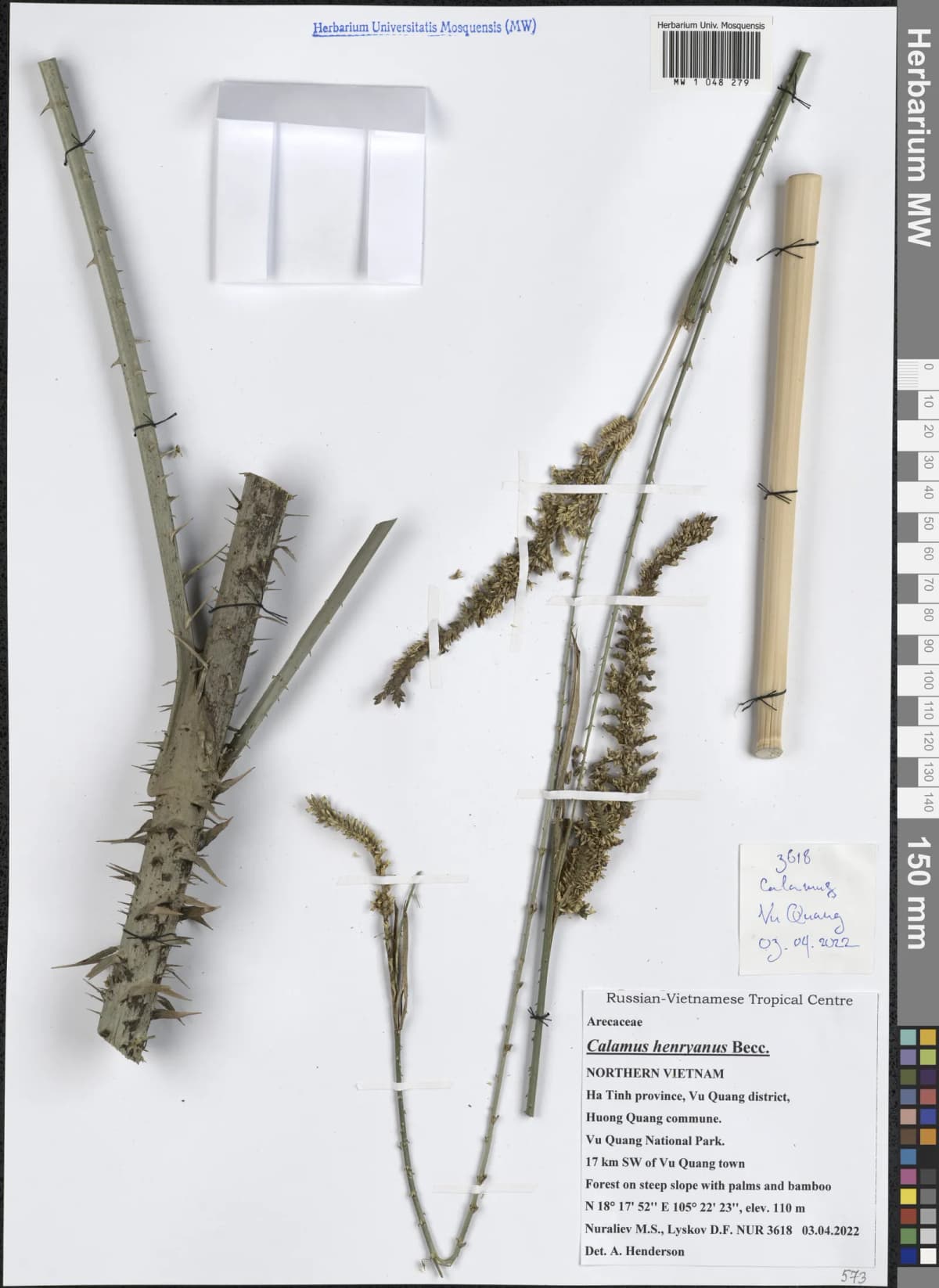 Botanical specimen of Calamus Henryanus.