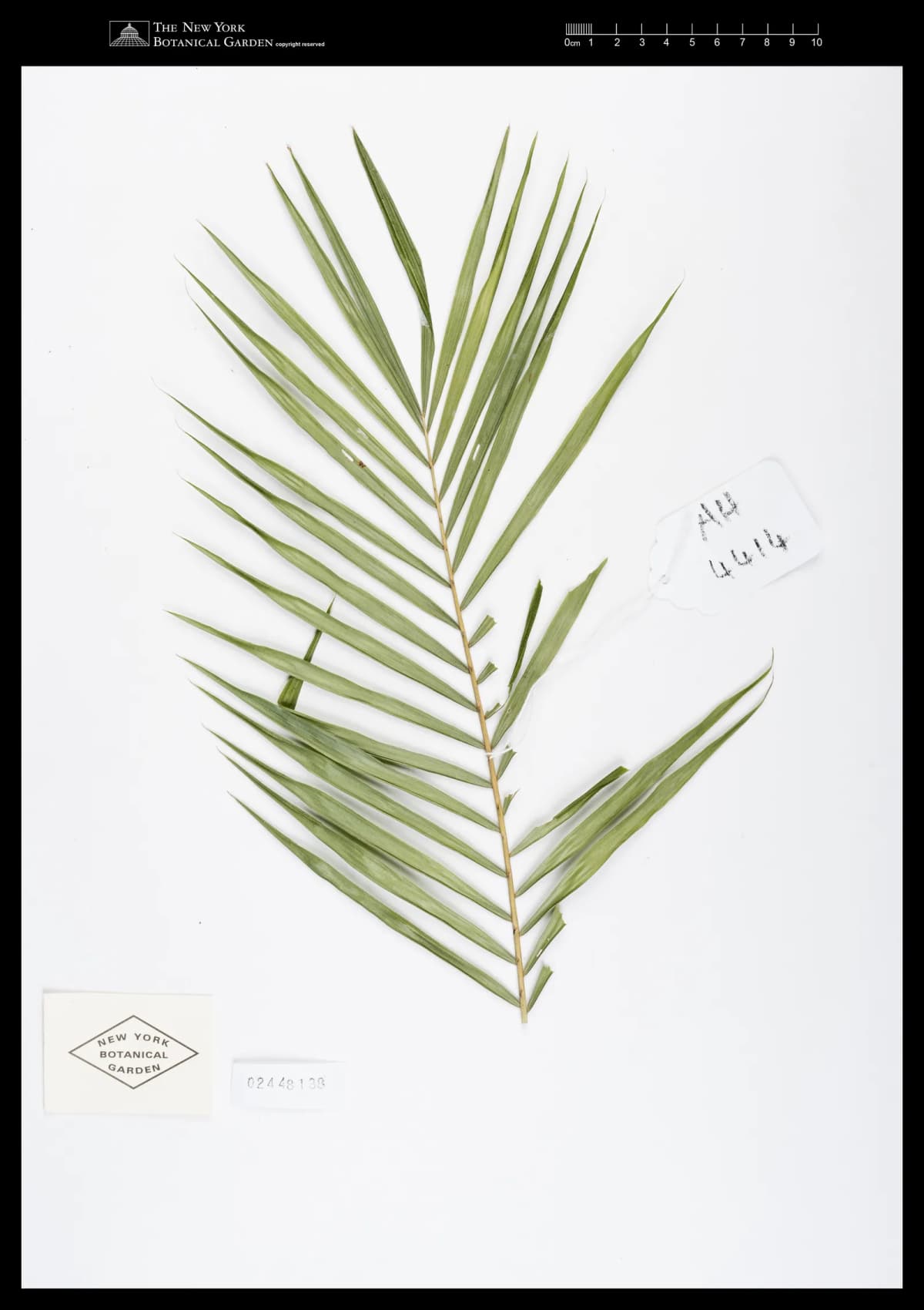 Botanical specimen of Calamus Henryanus.