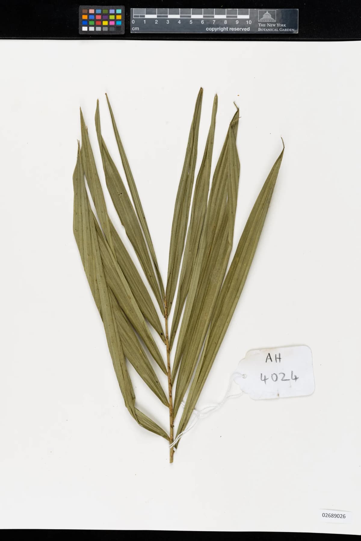 Botanical specimen of Calamus Henryanus.