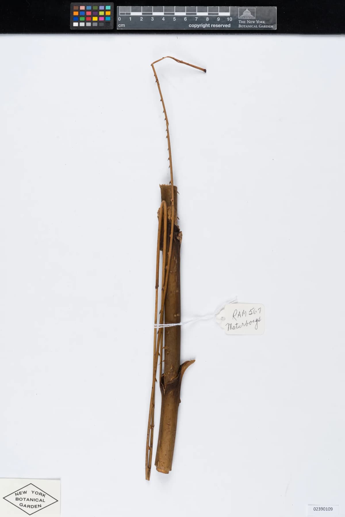 Botanical specimen of Calamus Interruptus.