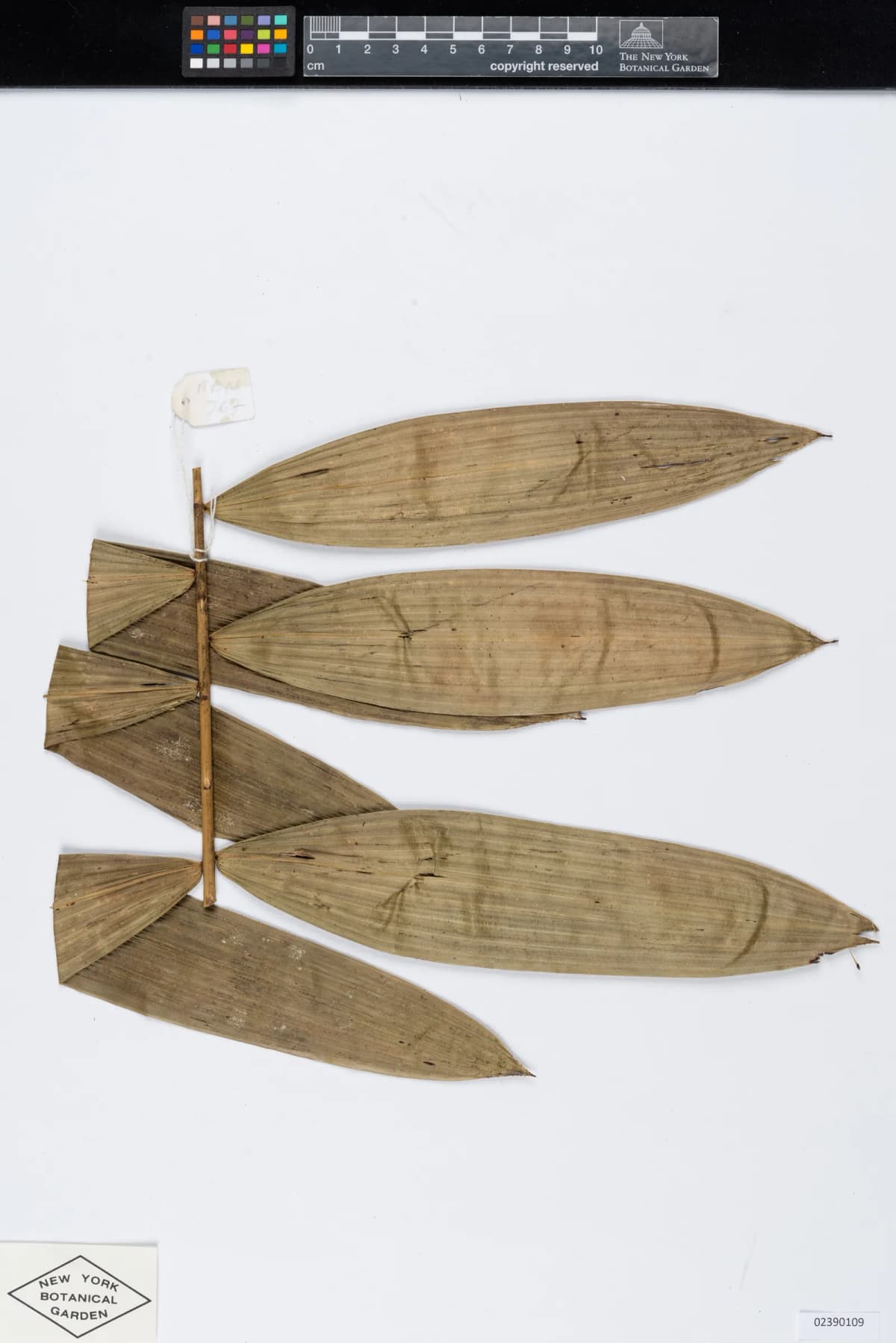 Botanical specimen of Calamus Interruptus.