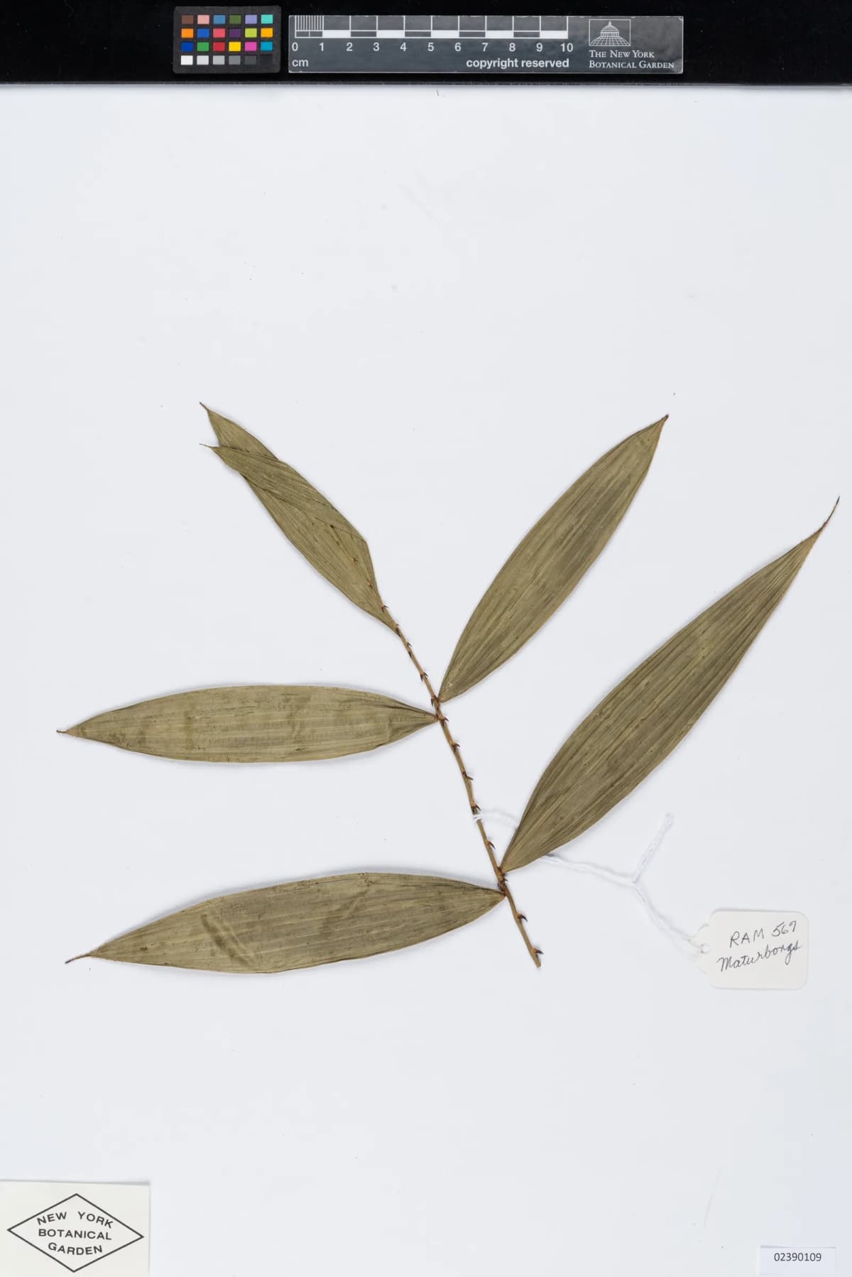 Botanical specimen of Calamus Interruptus.