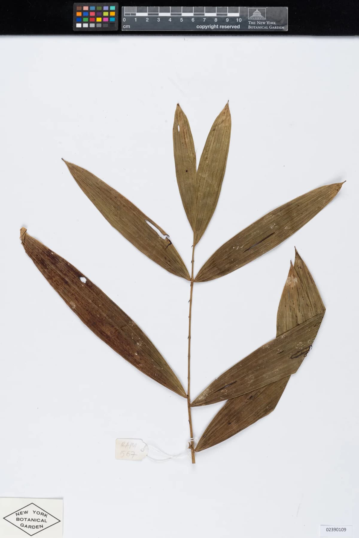 Botanical specimen of Calamus Interruptus.