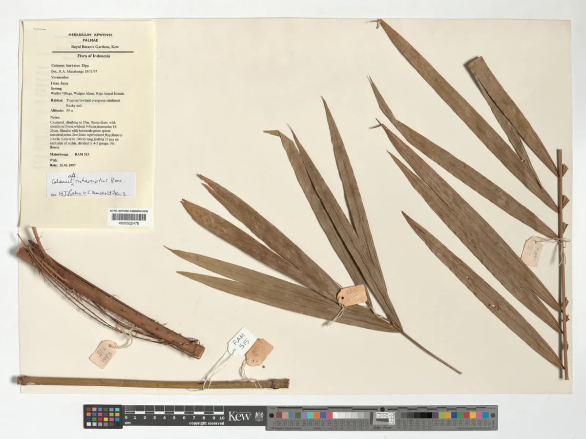 Botanical specimen of Calamus Interruptus.