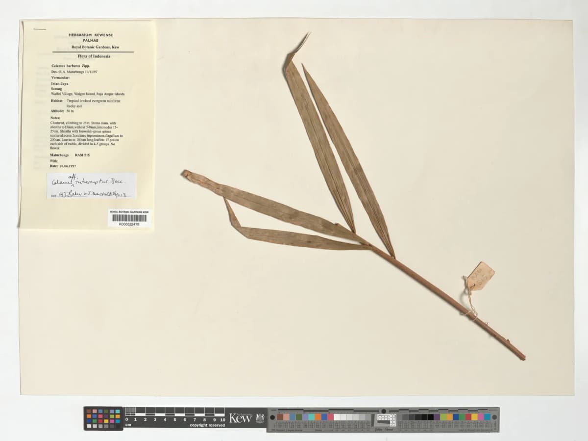 Botanical specimen of Calamus Interruptus.