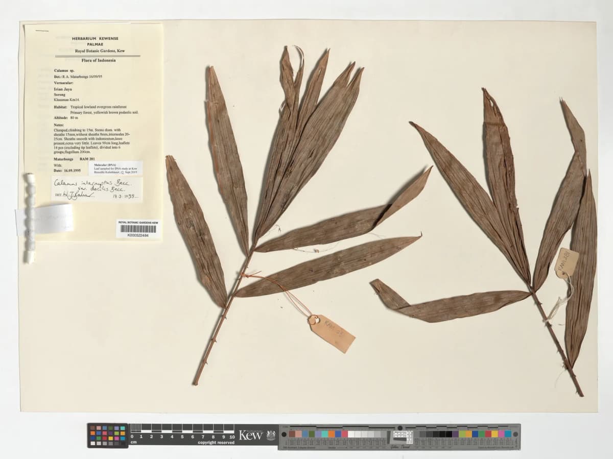 Botanical specimen of Calamus Interruptus.