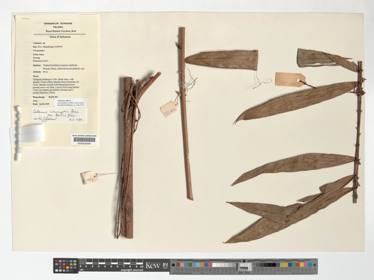 Botanical specimen of Calamus Interruptus.