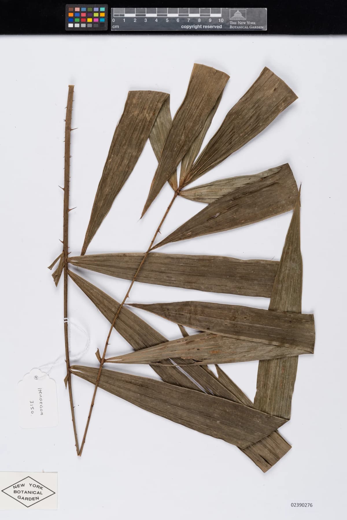 Botanical specimen of Calamus Kingianus.