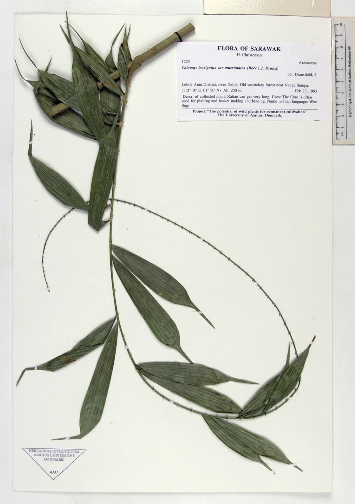 Botanical specimen of Calamus Laevigatus.