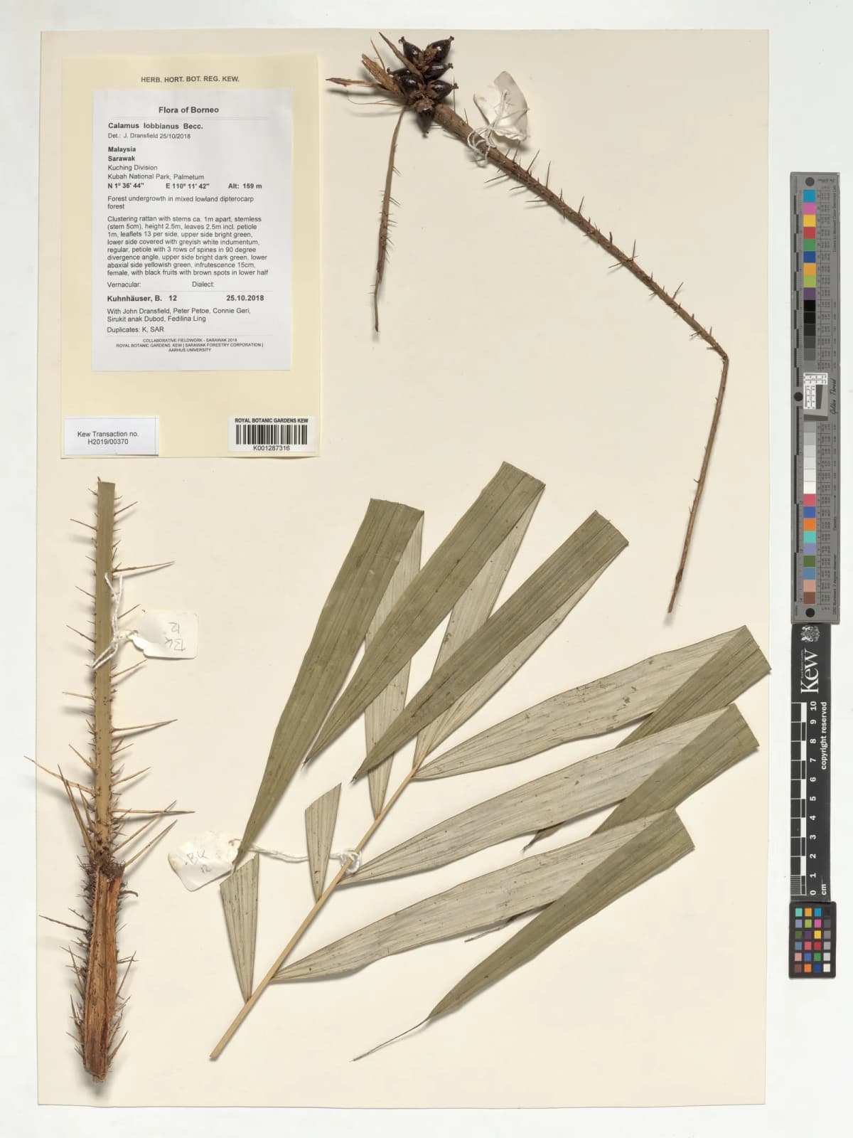 Botanical specimen of Calamus Lobbianus.