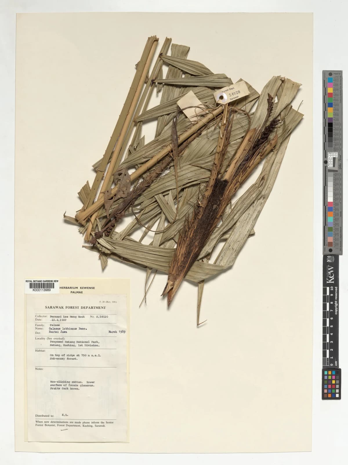 Botanical specimen of Calamus Lobbianus.