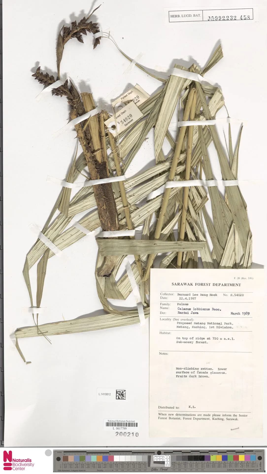 Botanical specimen of Calamus Lobbianus.