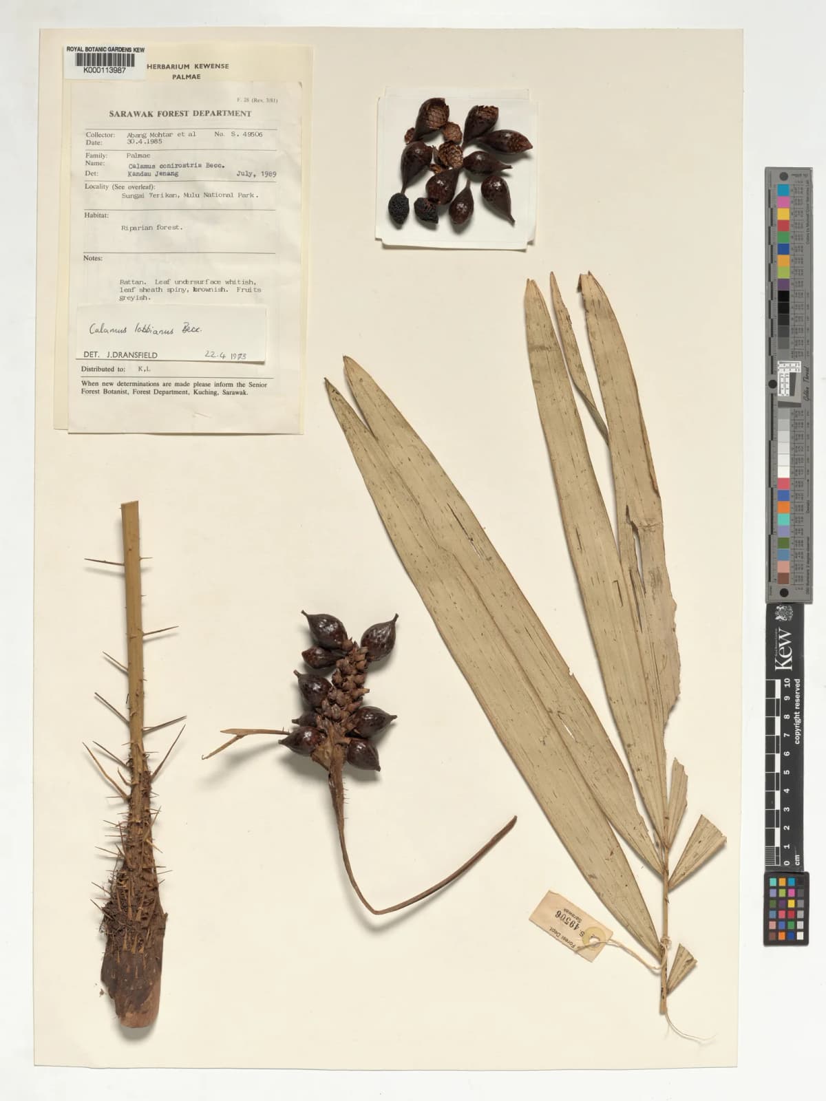 Botanical specimen of Calamus Lobbianus.