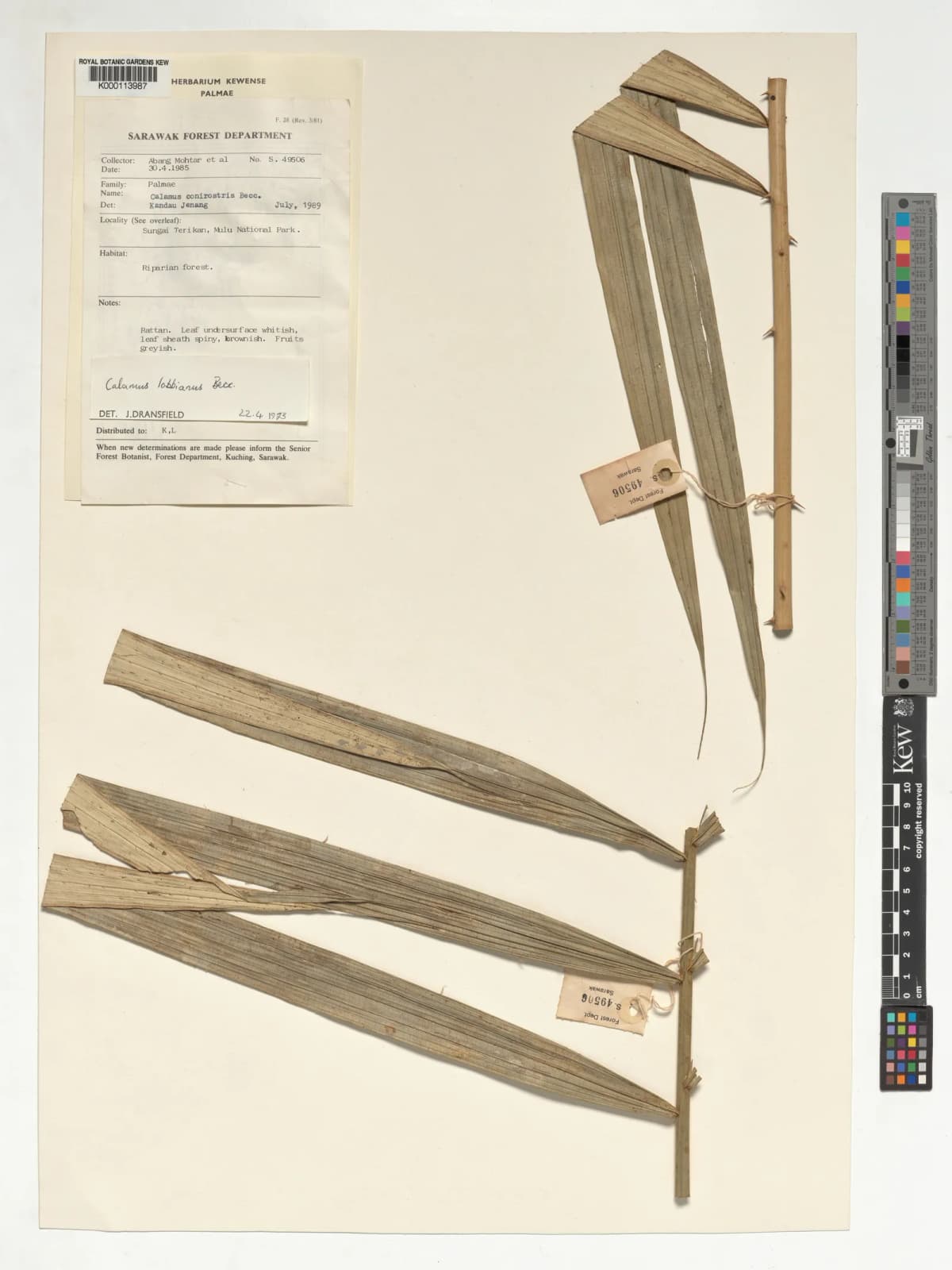 Botanical specimen of Calamus Lobbianus.