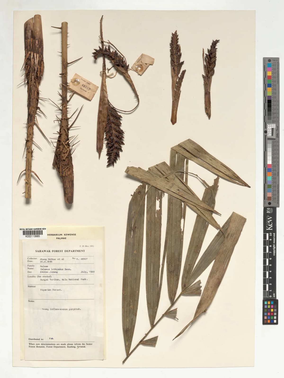 Botanical specimen of Calamus Lobbianus.