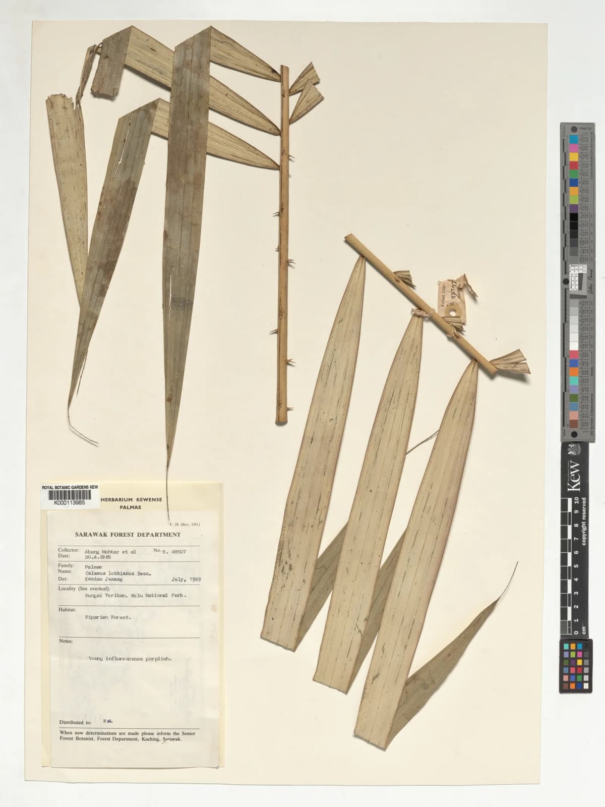 Botanical specimen of Calamus Lobbianus.