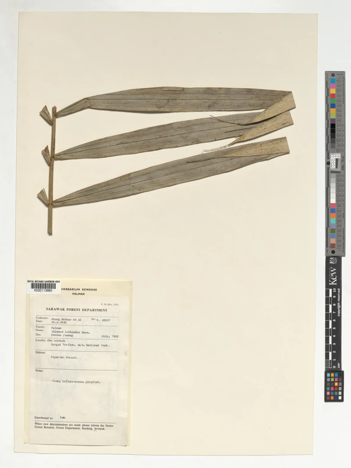 Botanical specimen of Calamus Lobbianus.