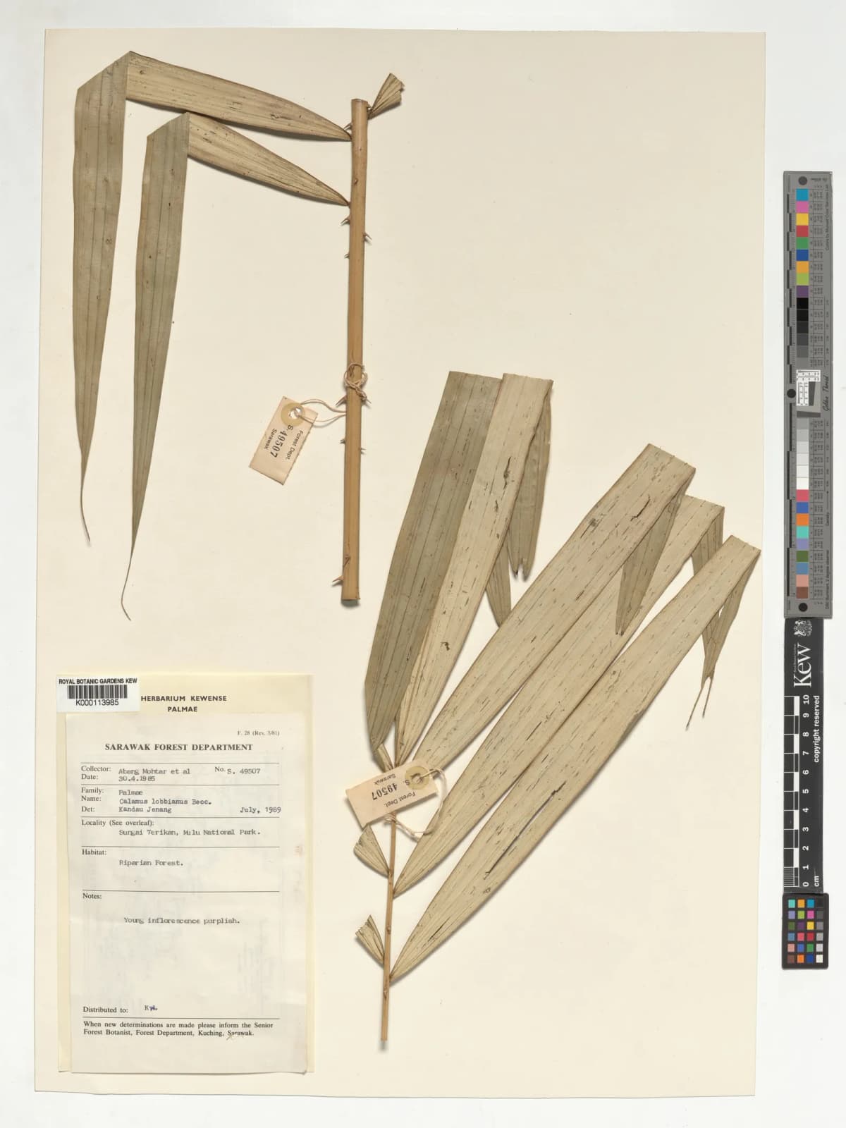 Botanical specimen of Calamus Lobbianus.