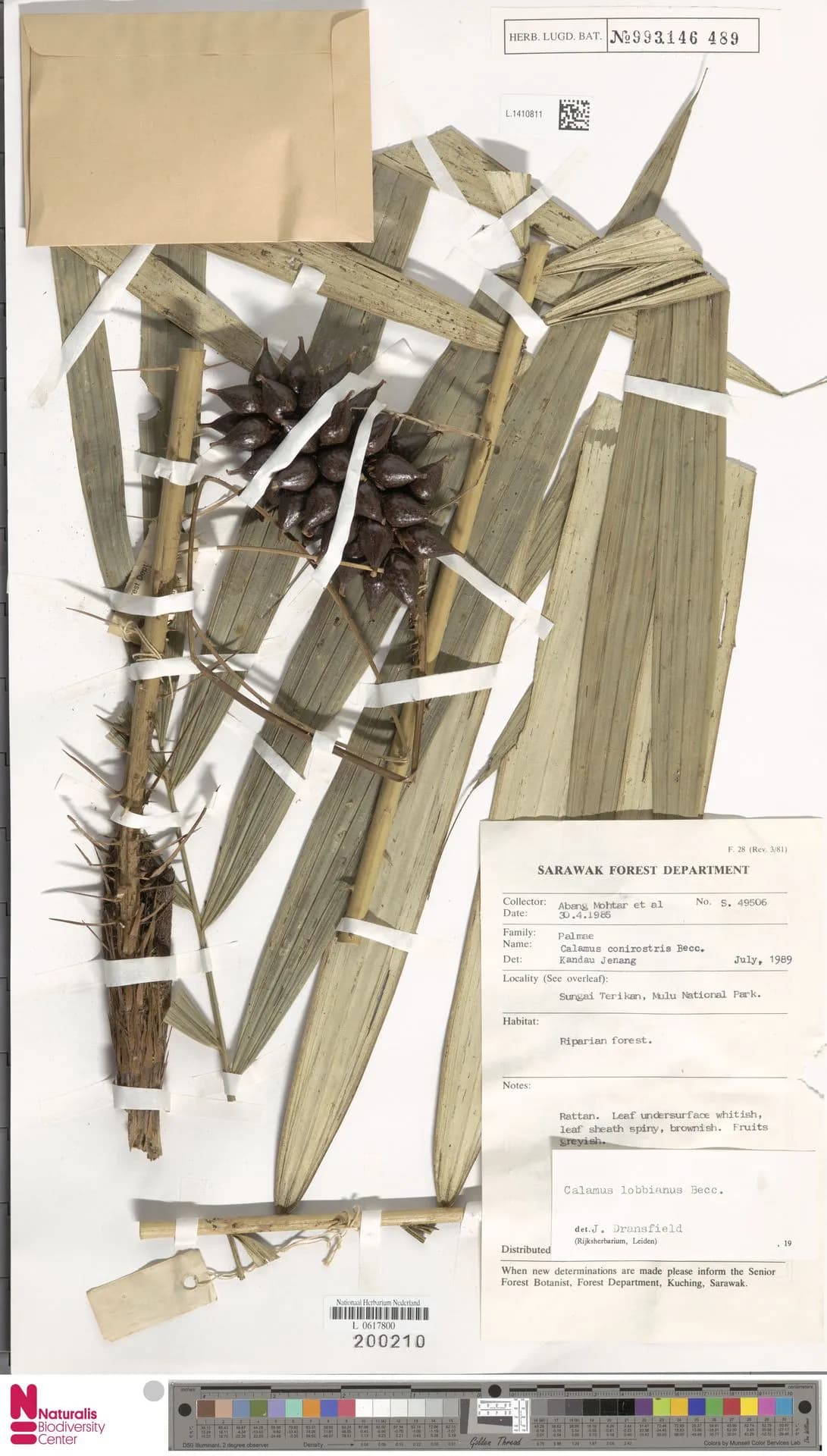 Botanical specimen of Calamus Lobbianus.