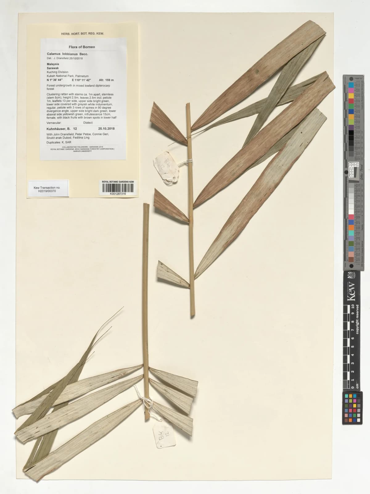 Botanical specimen of Calamus Lobbianus.